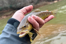 Load image into Gallery viewer, The Cdc (Big) Bug