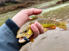 Load image into Gallery viewer, The Cdc (Big) Bug