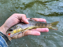 Load image into Gallery viewer, 20/20 Caddis