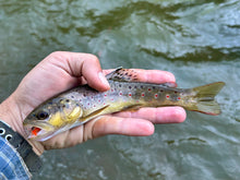 Load image into Gallery viewer, 20/20 Caddis (Duo & Std.)
