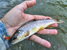 Load image into Gallery viewer, 20/20 Caddis (Duo & Std.)