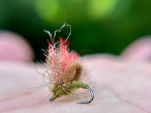 Load image into Gallery viewer, Drop Top Caddis (Duo Loop & Std.)