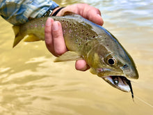 Load image into Gallery viewer, Galloup’s (mini) Peanut Envy-Tungsten Beadhead(multiple colors)
