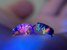 Load image into Gallery viewer, Glassback Scud/ Caddis (highly fluorescent)
