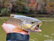 Load image into Gallery viewer, The Cdc (Big) Bug
