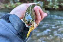 Load image into Gallery viewer, The Cdc (Big) Bug
