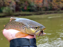 Load image into Gallery viewer, The Cdc Bug
